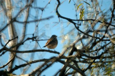 DSC_0942.JPGzzzzzzzzzsparrow