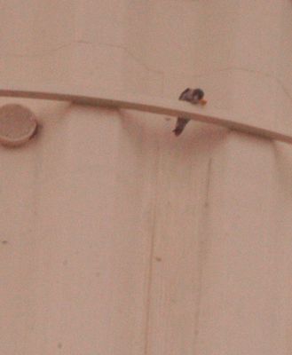 1222county.peregrine.JPG