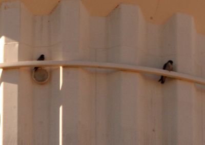 zzzzzzzzzzzzzzz1216county.peregrines11111111111.JPG