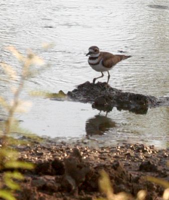 82countykilldeer6666666666.JPG