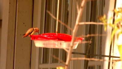 1228county.rufous.JPG