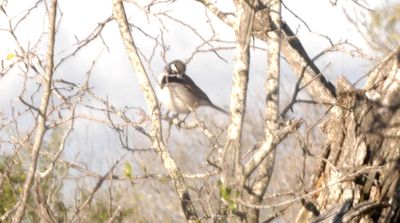 13.Countyblackthroatedsparrow222222222.JPG