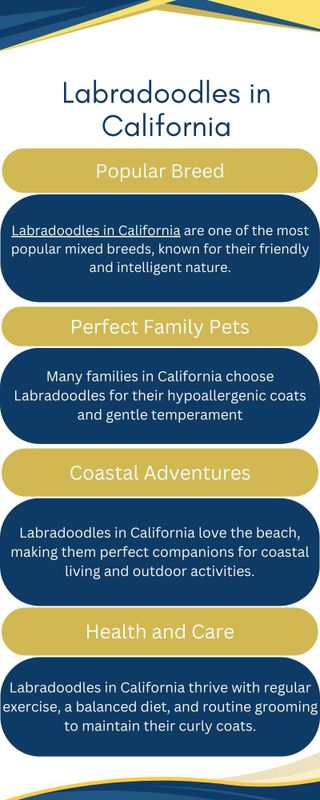 Blue and Gold Modern Geometric Tips for a Successful Interview Process Infographic - Blue and Gold Modern Geometric Tips for a S