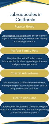 Blue and Gold Modern Geometric Tips for a Successful Interview Process Infographic - Blue and Gold Modern Geometric Tips for a S