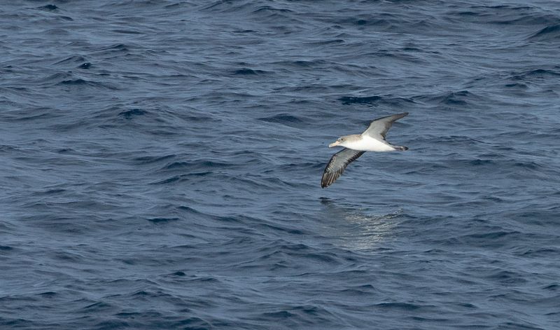 Corys Shearwater / Gulnäbbad lira (Calonectris borealis)