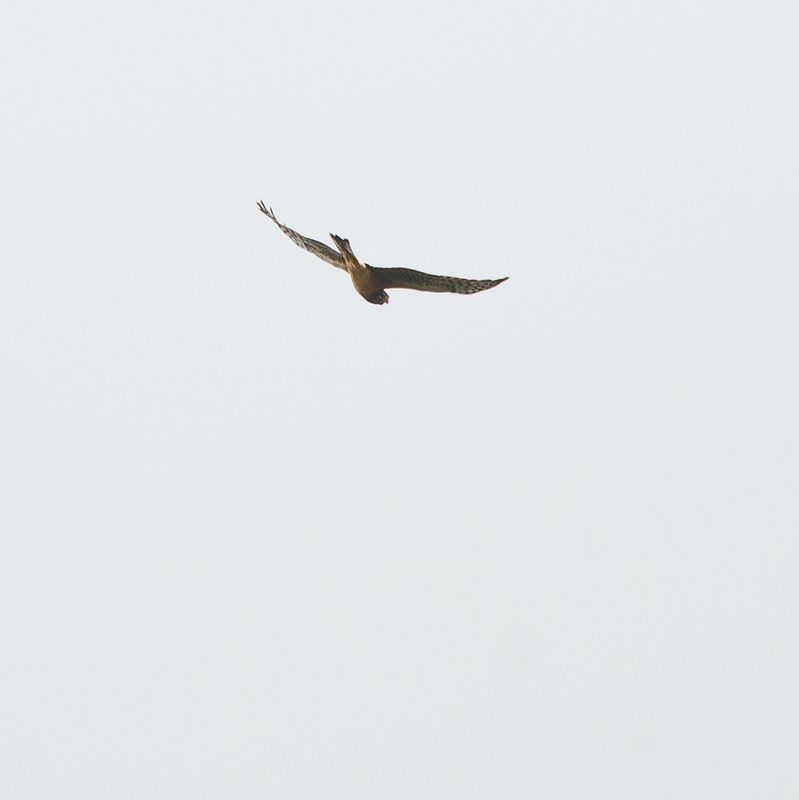 Northern Harrier / Amerikansk kärrhök (Circus hudsonius)