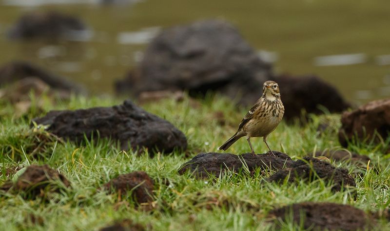 American Pipit / Hedpiplärka (Anthus rubescens)