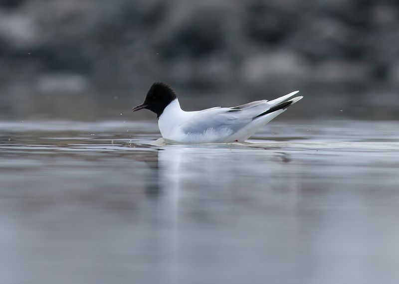 Little Gull / Dvärgmås (Hydrocoloeus minutus)