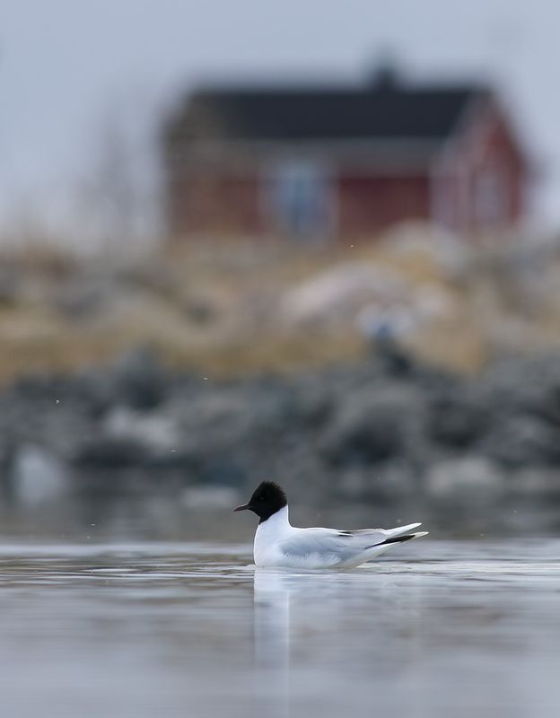 Little Gull / Dvärgmås (Hydrocoloeus minutus)