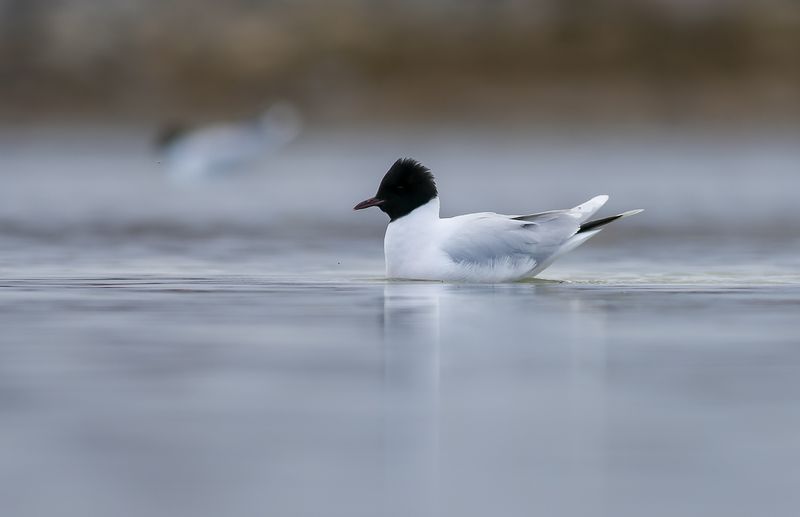 Little Gull / Dvärgmås (Hydrocoloeus minutus)