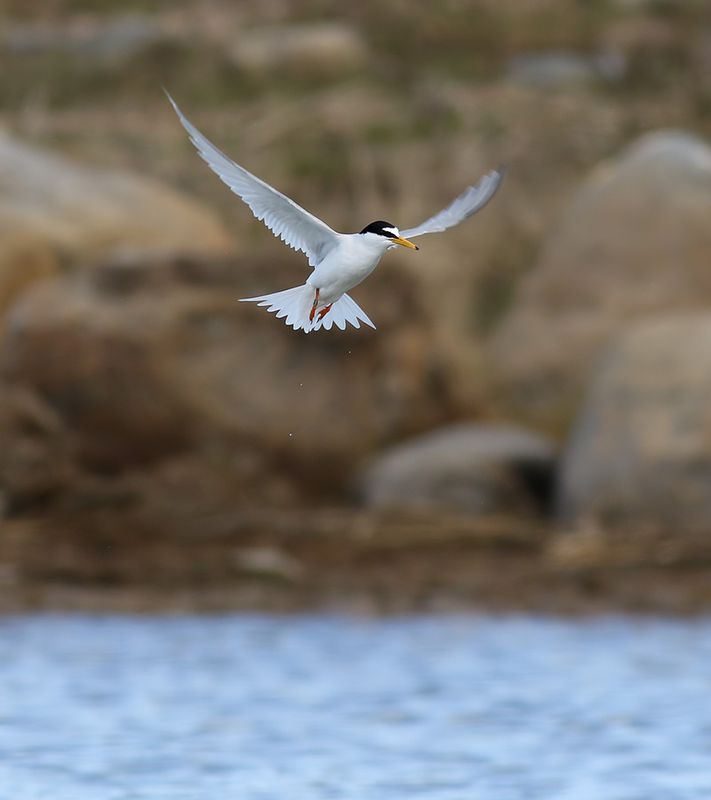 Little Tern / Småtärna (Sternula albifrons)
