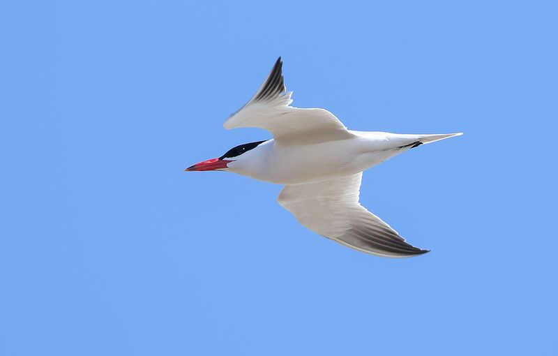 Caspian Tern / Skräntärna (Hydroprogne caspia)