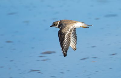 Semipalmated Plover / Flikstrandpipare (Charadrius semipalmatus)