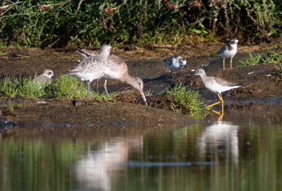 Lesser Yellowlegs / Mindre gulbena (Tringa flavipes)