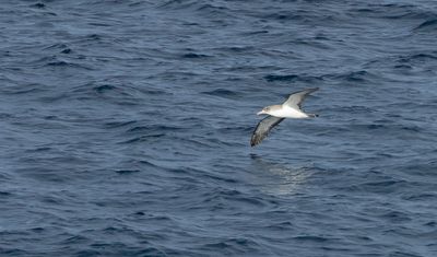Cory's Shearwater / Gulnäbbad lira (Calonectris borealis)