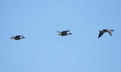 Pink-footed Goose / Spetsbergsgås (Anser brachyrhynchus)