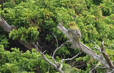 Scarlet Tanager / Scharlakanskardinal (Piranga olivacea)