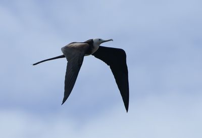 Magnificent Frigatebird / Praktfregattfågel (Fregata magnificens)