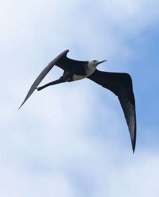 Magnificent Frigatebird / Praktfregattfågel (Fregata magnificens)
