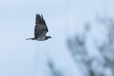 Osprey / Fiskgjuse (Pandion haliaetus)