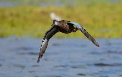 Blue-winged Teal / Blåvingad årta (Anas discors)