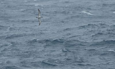 Cory's Shearwater / Gulnäbbad lira (Calonectris borealis)