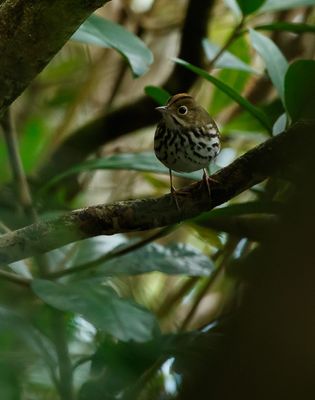 Ovenbird / Rödkronad piplärksångare (Seiurus aurocapilla)