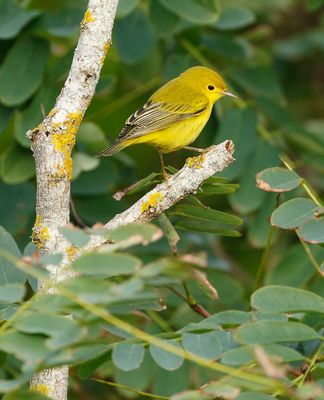 Yellow Warbler / Gul skogssångare (Setophaga petechia)