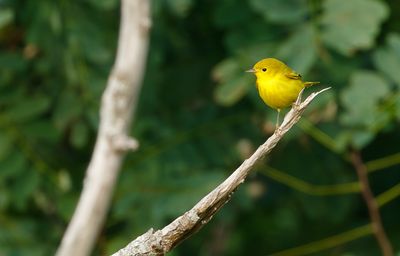 Yellow Warbler / Gul skogssångare (Setophaga petechia)
