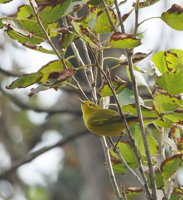 Yellow Warbler / Gul skogssångare (Setophaga petechia)