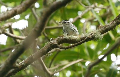 Black-and-white Warbler / Svartvit skogssångare (Mniotilta varia)