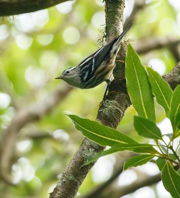 Black-and-white Warbler / Svartvit skogssångare (Mniotilta varia)