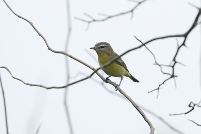Philadelphia Vireo / Kanadavireo (Vireo philadelphicus)