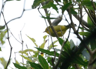 Wilson's Warbler / Svartkronad skogssångare (Cardellina pusilla)