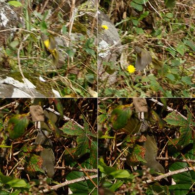 Mourning Warbler / Sorgskogssångare (Geothlypis philadelphia)