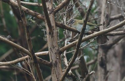 Red-eyed Vireo / Rödögd vireo (Vireo olivaceus)