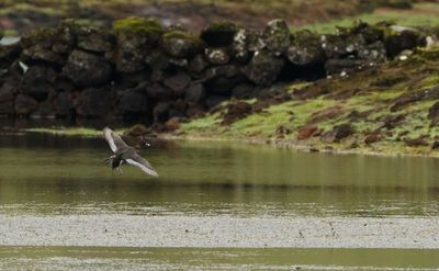 Ring-necked Duck / Ringand (Aythya collaris)