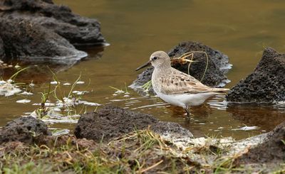 White-rumped Sandpiper / Vitgumpsnäppa (Calidris fuscicollis)