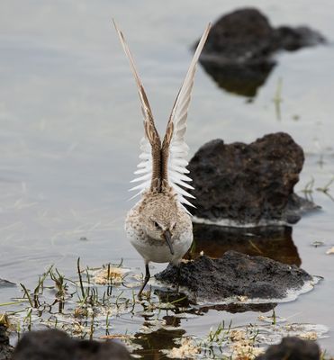 White-rumped Sandpiper / Vitgumpsnäppa (Calidris fuscicollis)