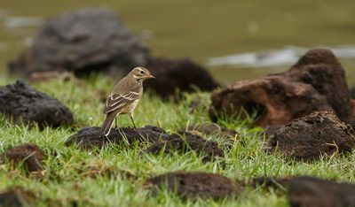 American Pipit / Hedpiplärka (Anthus rubescens)