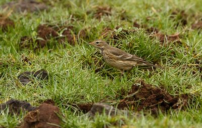 American Pipit / Hedpiplärka (Anthus rubescens)