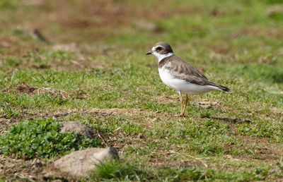 Semipalmated Plover / Flikstrandpipare (Charadrius semipalmatus)