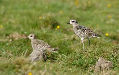 American Golden Plover / Amerikansk tundrapipare (Pluvialis dominica)