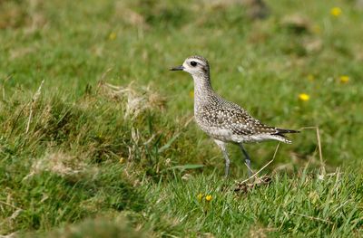 American Golden Plover / Amerikansk tundrapipare (Pluvialis dominica)