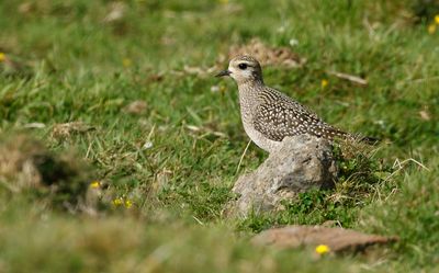American Golden Plover / Amerikansk tundrapipare (Pluvialis dominica)