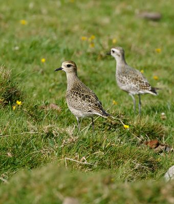 American Golden Plover / Amerikansk tundrapipare (Pluvialis dominica)