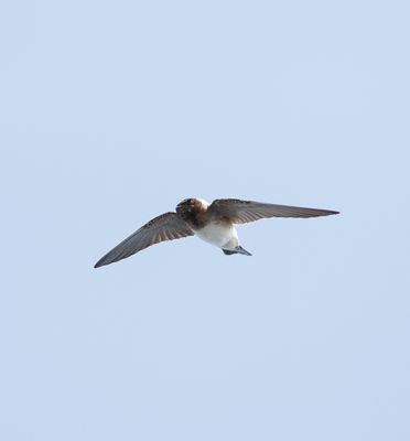 American Cliff Swallow / Stensvala (Petrochelidon pyrrhonota)