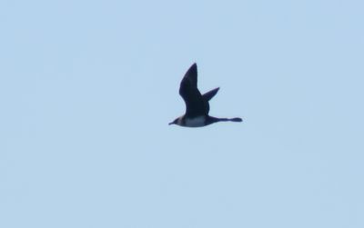 Pomarine Skua / Bredstjärtad labb (Stercorarius pomarinus)