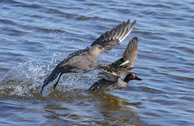 Arctic Skua / Kustlabb (Stercorarius parasiticus)