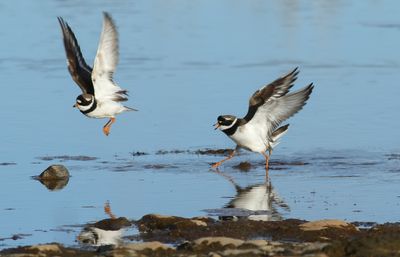 Common Ringed Plover / Större strandpipare (Charadrius hiaticula)
